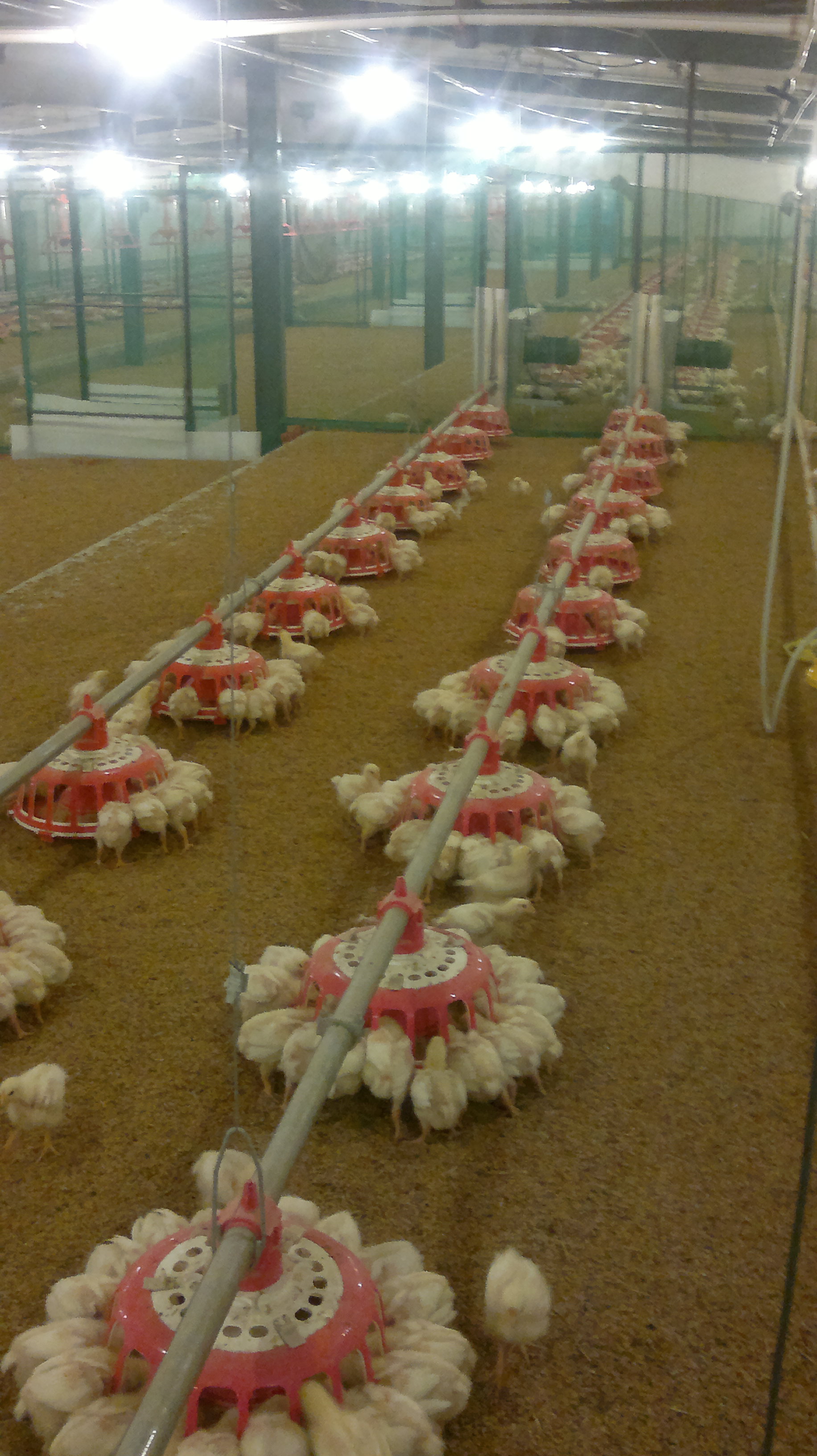 商品雞盤式驅(qū)動